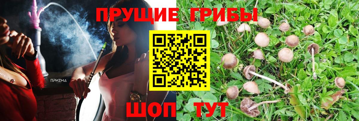 Галлюциногенные грибы Psilocybine cubensis Конаково